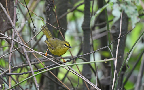 Pale-legged Warbler (Myiothlypis signata), photo 8