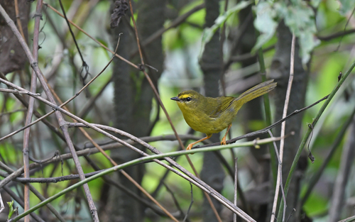 Pale-legged Warbler (Myiothlypis signata), photo 9