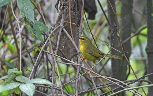Pale-legged Warbler (Myiothlypis signata), photo 10
