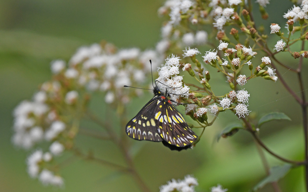 Catasticta colla