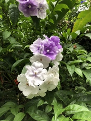 Brunfelsia grandiflora
