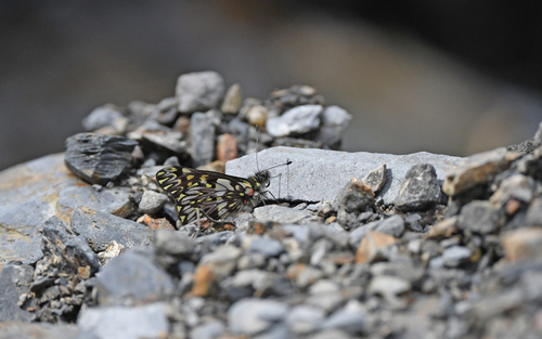 Catasticta pinava
