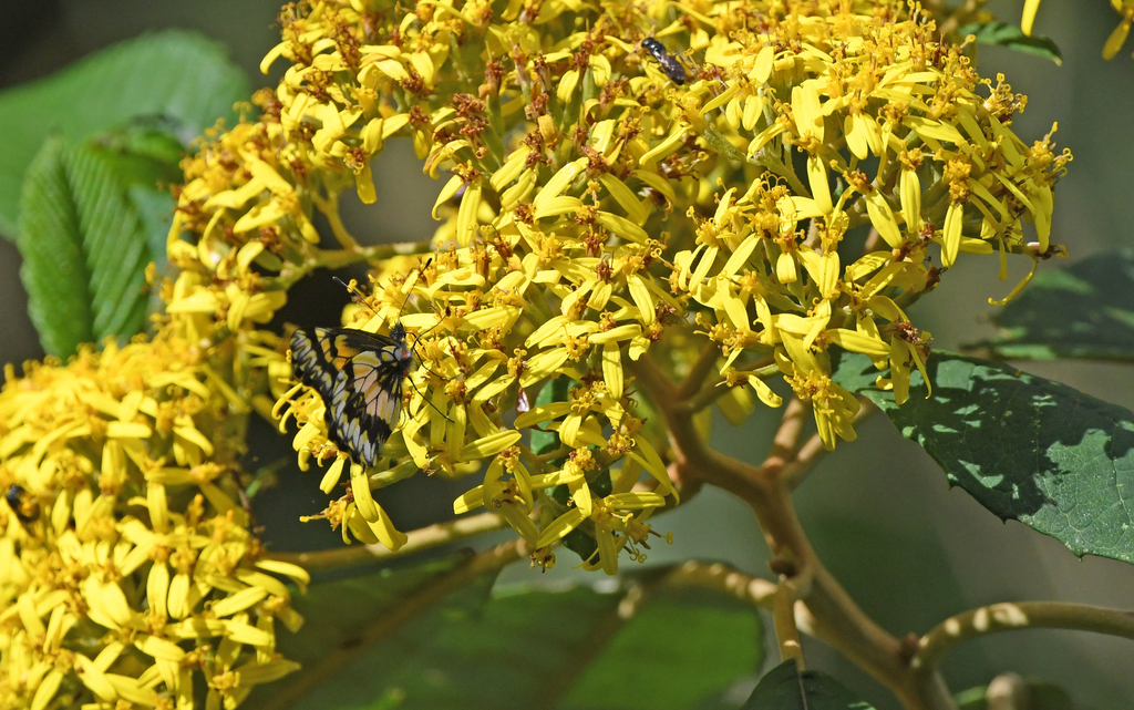 Catasticta chelidonis