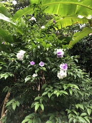 Brunfelsia grandiflora