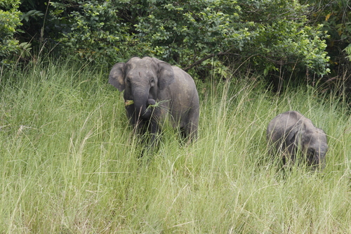 Mainland Asian Elephant
