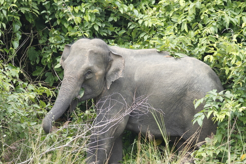 Mainland Asian Elephant