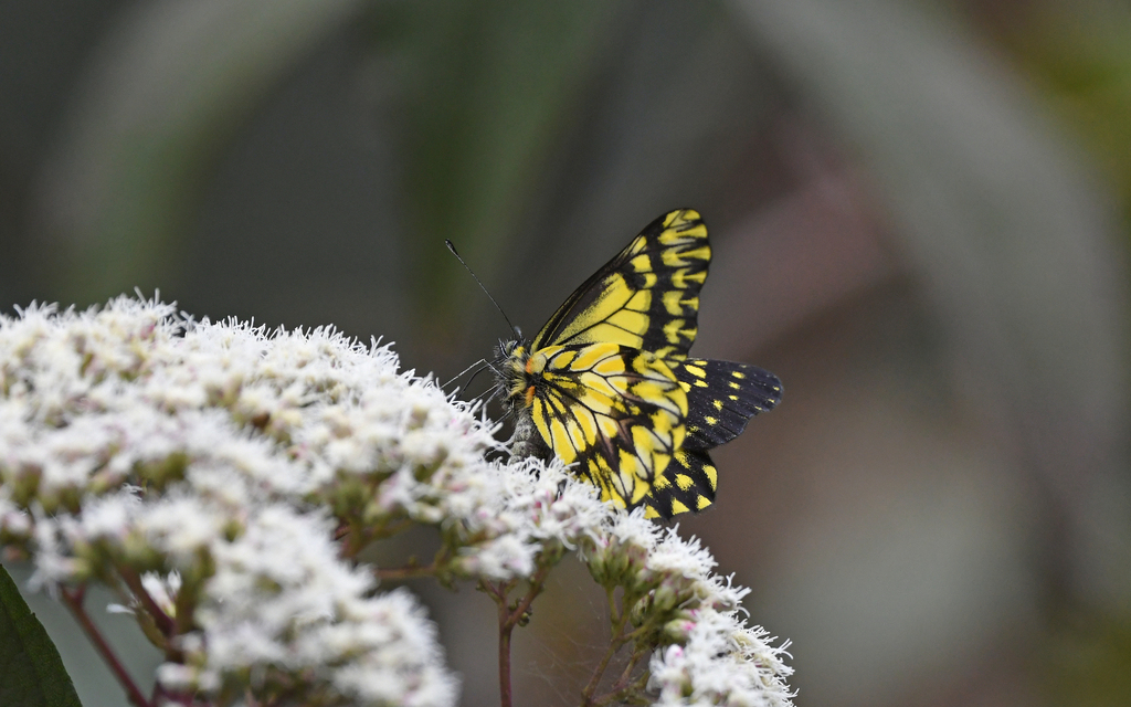 Catasticta sinapina