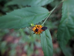 Hypselonotus bitrianguliger