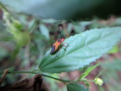 Hypselonotus bitrianguliger
