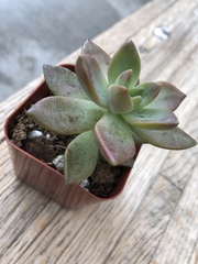 Graptopetalum
