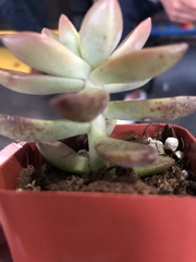 Graptopetalum