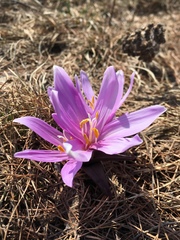 Colchicum bulbocodium