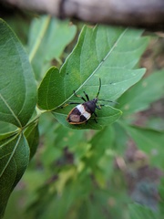 Largus balteatus