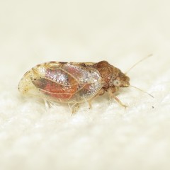 Nyctiphalerus propinquus