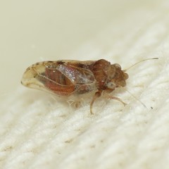 Nyctiphalerus propinquus