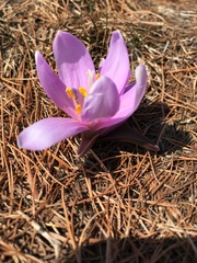 Colchicum bulbocodium