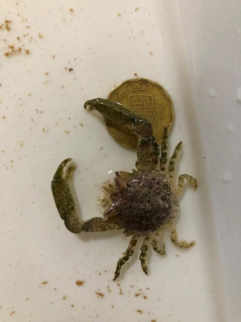 Massive Urn Crab