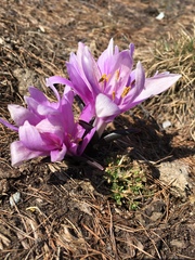 Colchicum bulbocodium