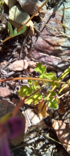 Image of Pelargonium columbinum by (c) Danie Palm, some rights reserved (CC BY)