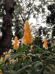 Pachystachys lutea