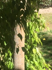 Magnoliopsida