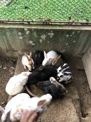 Oryctolagus cuniculus domesticus