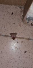 Dasycorsa modesta