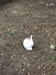 Oryctolagus cuniculus domesticus