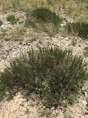 Image of Artemisia salsoloides by (c) Анна Митрошенкова, some rights reserved (CC BY)