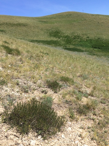 Image of Artemisia salsoloides by (c) Анна Митрошенкова, some rights reserved (CC BY)