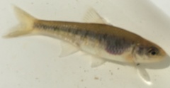 Clinostomus funduloides