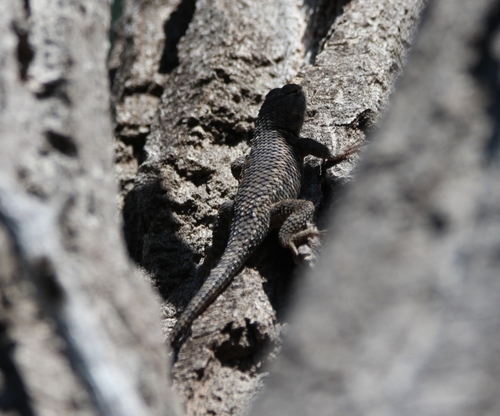Sceloporus bimaculosus