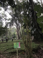 Polyscias scutellaria