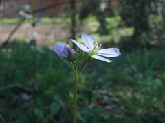 Cardamine pratensis