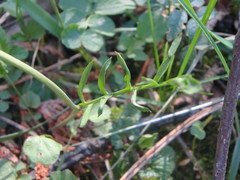 Cardamine pratensis