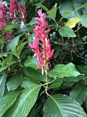 Megaskepasma erythrochlamys