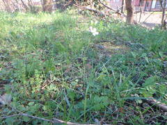 Cardamine pratensis