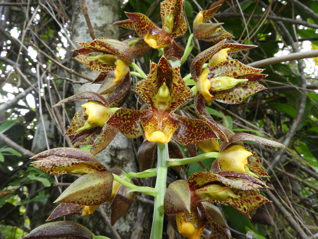 Catasetum rodigasianum