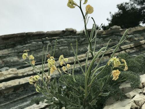 Image of Matthiola odoratissima by (c) Наталья Пикалова, some rights reserved (CC BY)