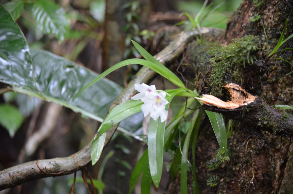 Miltoniopsis warszewiczii