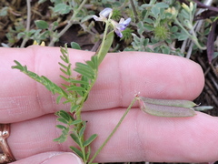 Astragalus leptocarpus