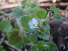 Veronica hederifolia
