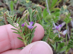 Astragalus leptocarpus