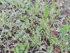Astragalus leptocarpus