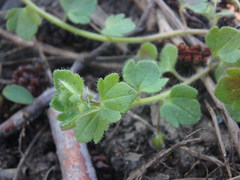 Veronica hederifolia