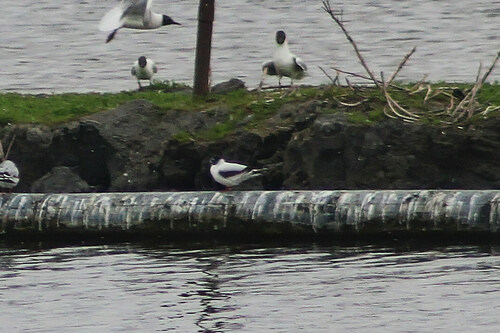 Little Gull, Wieringermeer, NL-NH, NL, photo 10 of 10