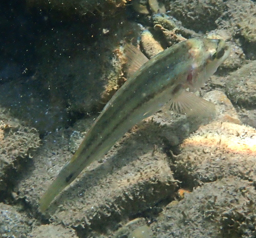 East Atlantic Peacock Wrasse, Геленджик, Краснодарский край, Россия, photo 10 of 10