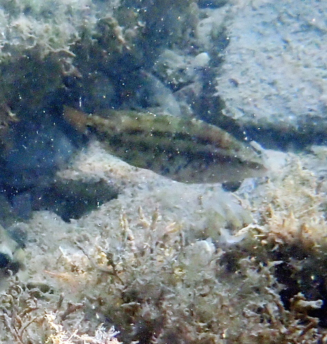 Five-spotted Wrasse, Gelendzhik gorsovet, RU-KD, RU, photo 8 of 10