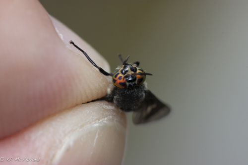 Charcoal Deer Fly photo 4