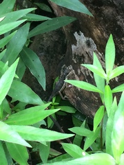 Anolis oxylophus
